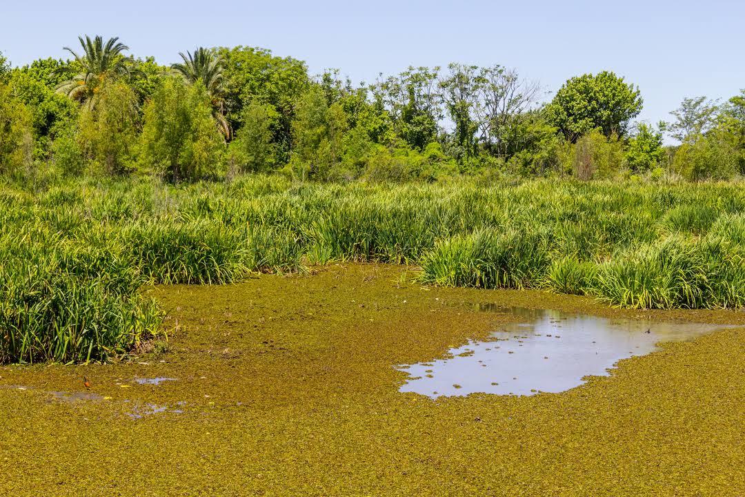 Reserva Ecologica Costanera Sur